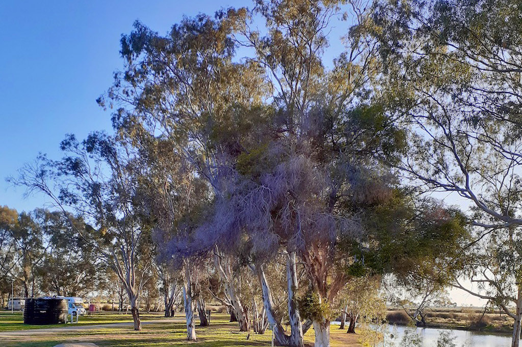 Lovely, classic Aussie bushland at the Kerang Caravan & Tourist Park