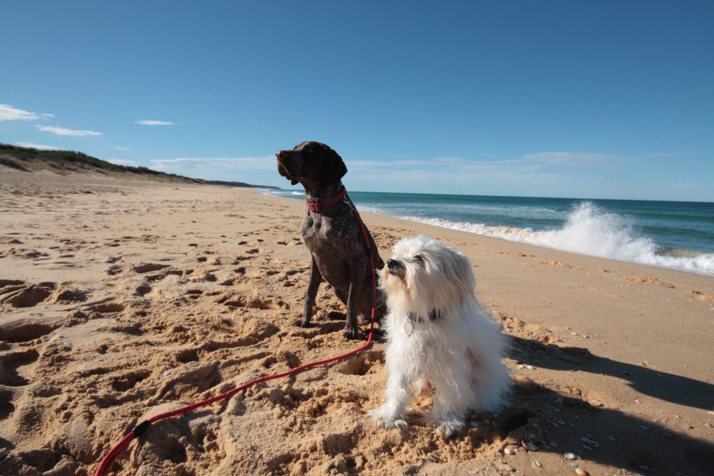 Pets Pets are permitted on certain beaches in Lakes Entrance year-round at certain times of the dayround