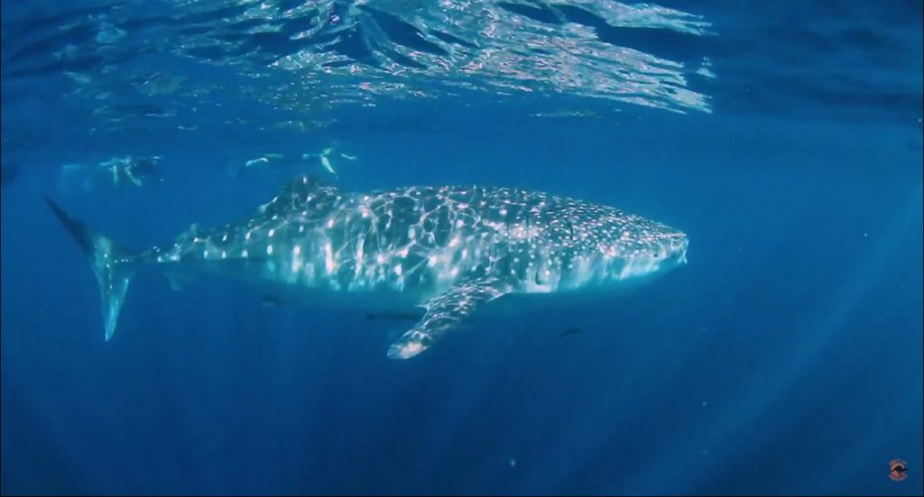 Kings Ningaloo Reef Tours