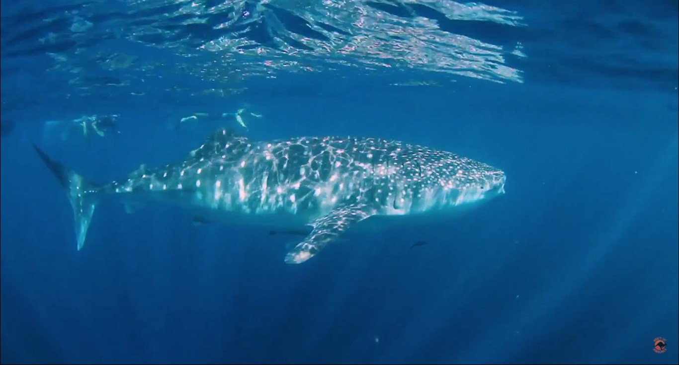 Spotting whale sharks with Kings Ningaloo Reef Tours