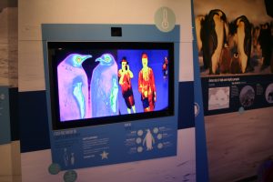 Compare your heat map image against that of a fairy penguin at the Antarctic Journey in the Nobbies Centre on Phillip Island