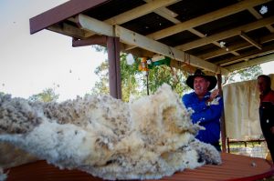 A shearer with a fleece at the Miles Back to the Bush festival