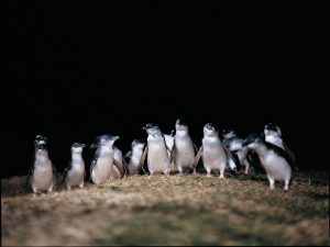 Fairy penguins engage in centuries old tradition, the Penguin Parade