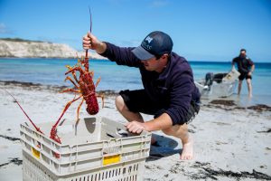 Crayfish among the local seafood bounty in Port Lincoln