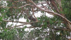 Koalas and other wildlife enjoy protected habitat on French Island. Nearly two thirds of the park is declared national park