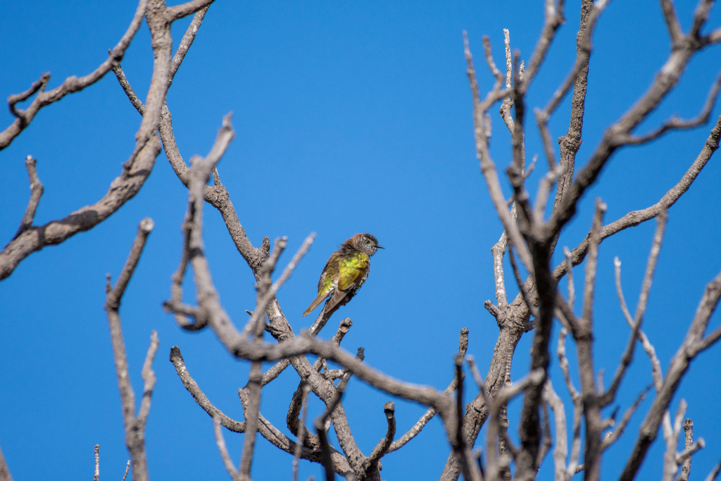Birdlife enthusiasts helped the MRBTA pad out their birding notes, attracting birders to the region. Brad Keyser snapped this beautiful shining bronze cuckoo