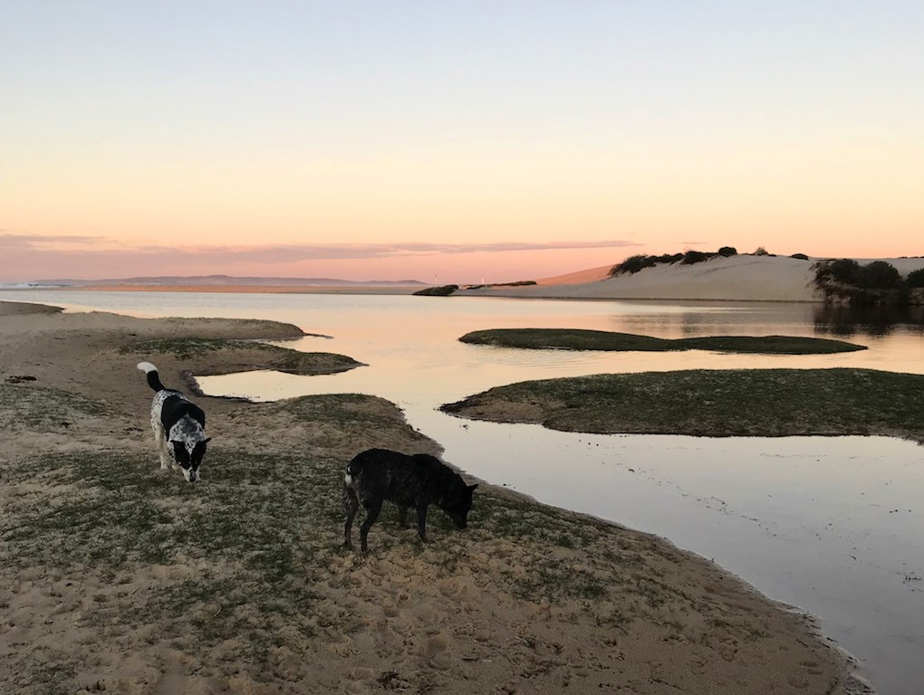 dogs exploring lake macquarie redhead beach off leash