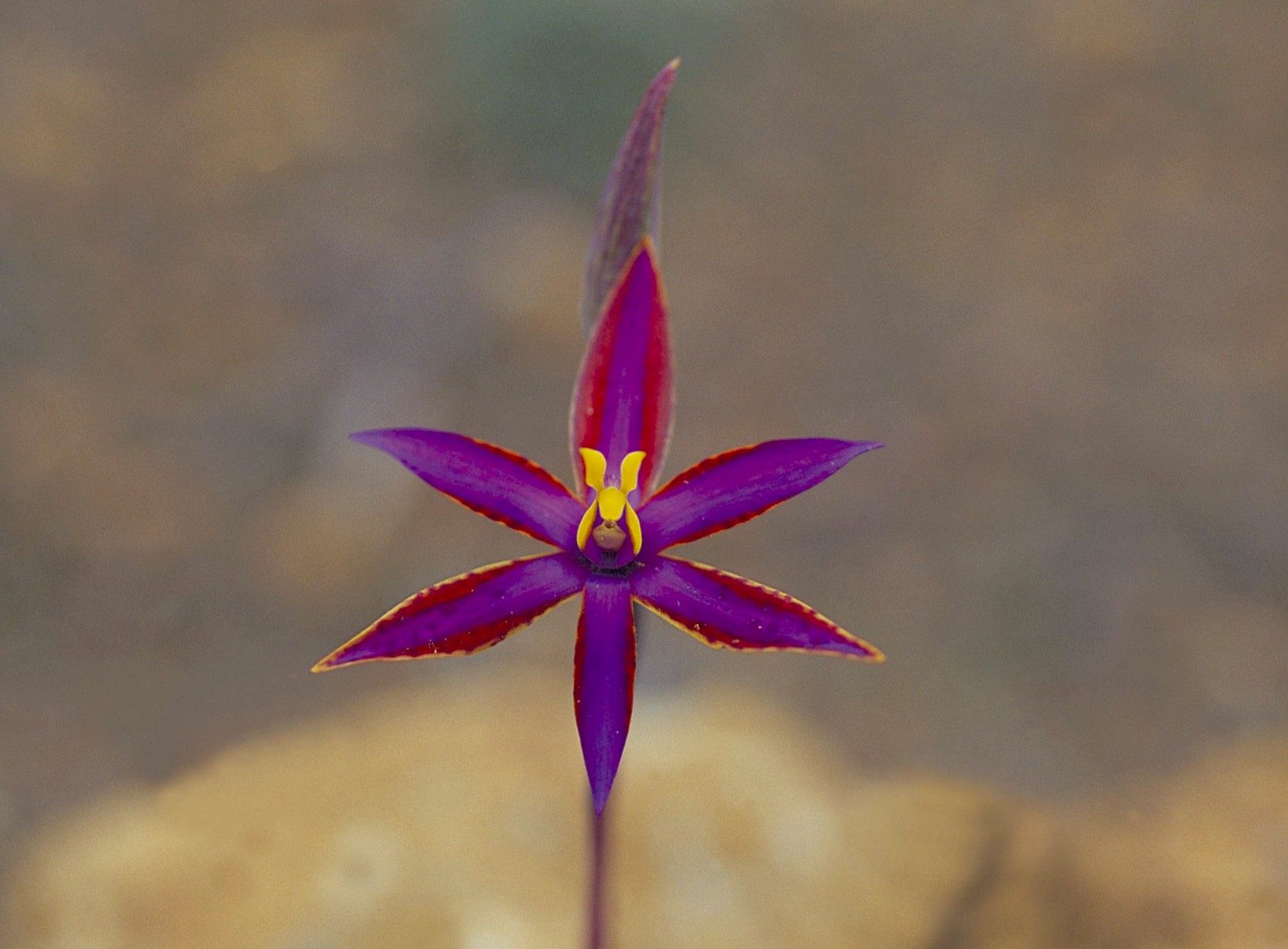Queen of Sheba orchid, taken in Stirling Range National Park