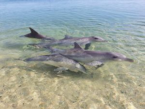 Dolphins are individuals and swim together as families Monkey Mia