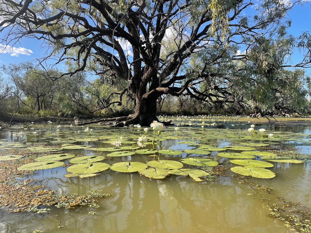 muddy duck lagoon
