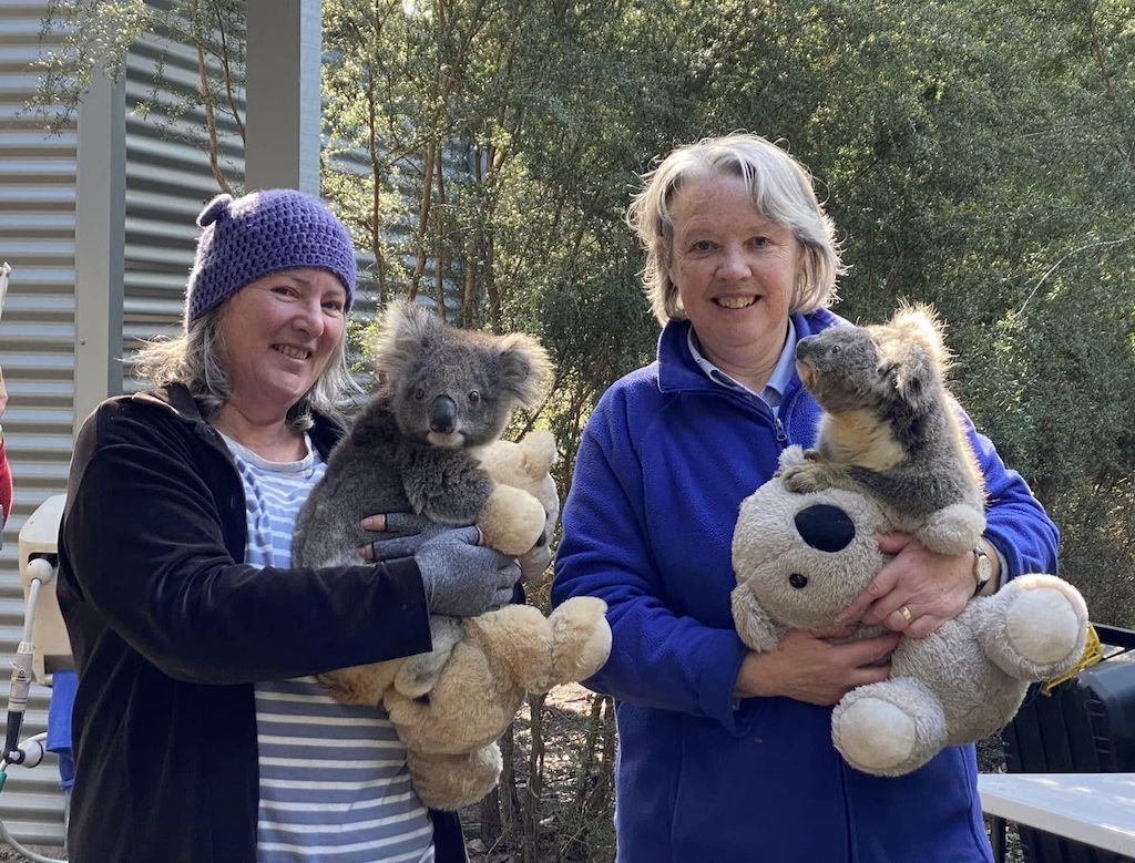 Koalas at Raymond Island - a must visit